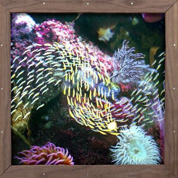 Mayville Dream cover art